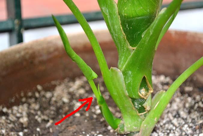 [Foto de planta, jardin, jardineria]