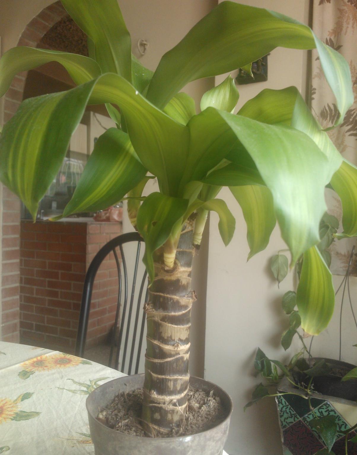 [Foto de planta, jardin, jardineria]
