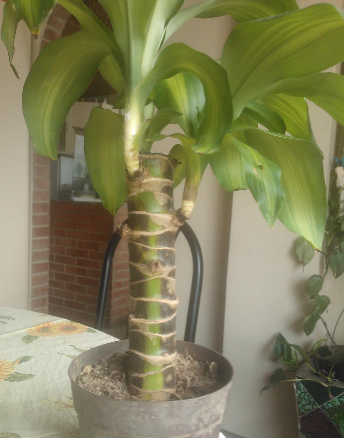 [Foto de planta, jardin, jardineria]