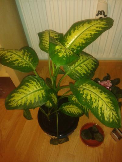 [Foto de planta, jardin, jardineria]