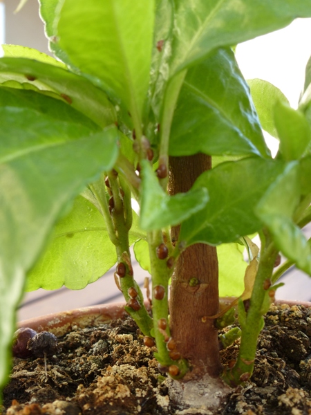 [Foto de planta, jardin, jardineria]