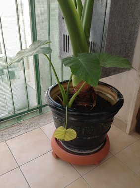 [Foto de planta, jardin, jardineria]