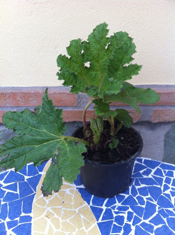 [Foto de planta, jardin, jardineria]