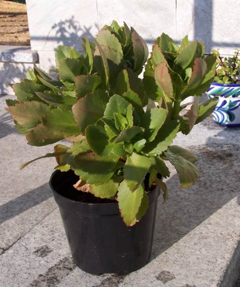 [Foto de planta, jardin, jardineria]