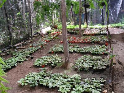 [Foto de planta, jardin, jardineria]