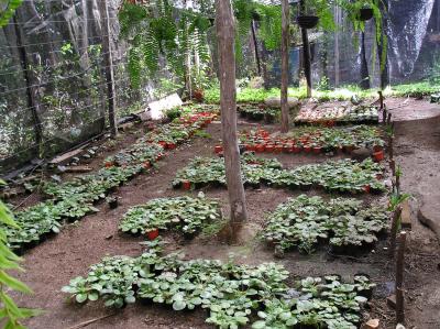 [Foto de planta, jardin, jardineria]