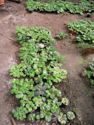 [Foto de planta, jardin, jardineria]