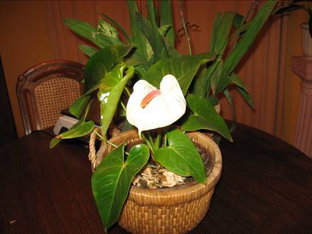 [Foto de planta, jardin, jardineria]