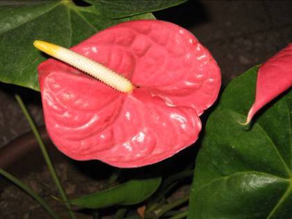 [Foto de planta, jardin, jardineria]