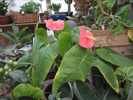 [Foto de planta, jardin, jardineria]