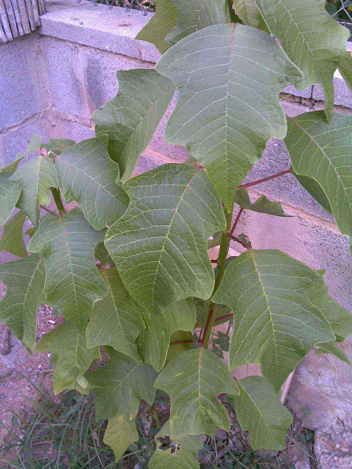 [Foto de planta, jardin, jardineria]