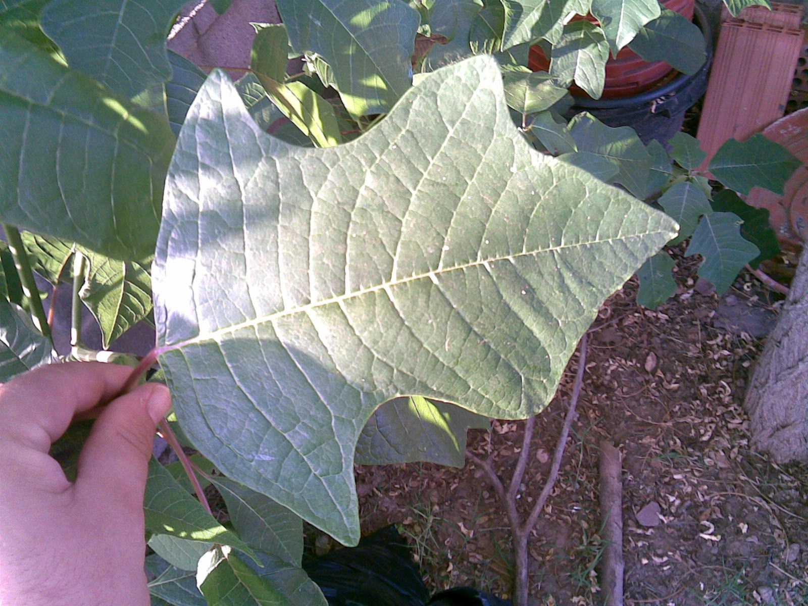 [Foto de planta, jardin, jardineria]