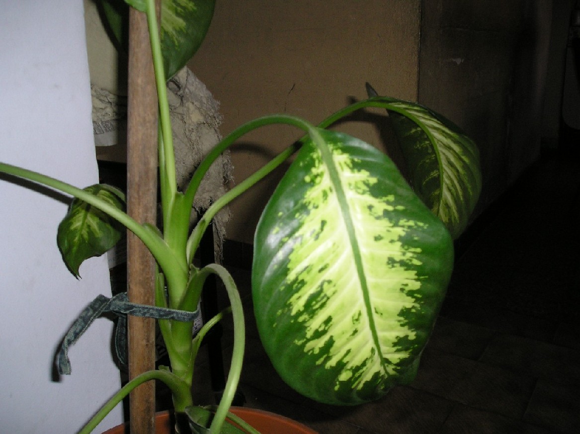 [Foto de planta, jardin, jardineria]