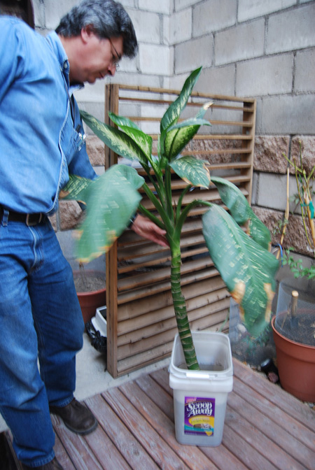 [Foto de planta, jardin, jardineria]