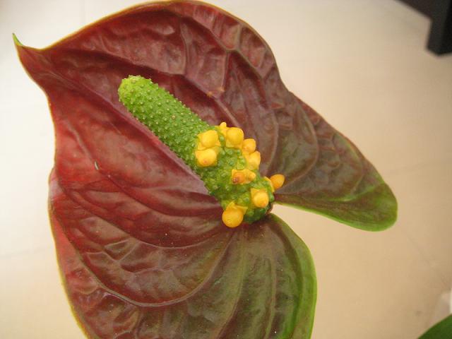 [Foto de planta, jardin, jardineria]