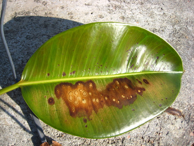 [Foto de planta, jardin, jardineria]