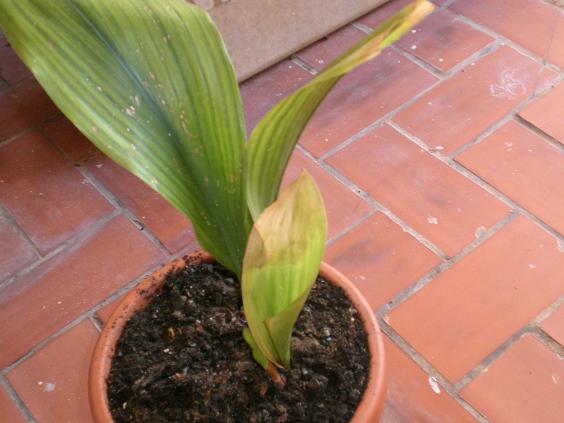 [Foto de planta, jardin, jardineria]