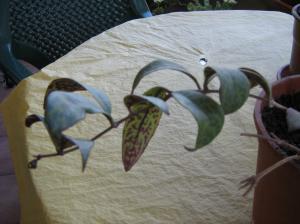 [Foto de planta, jardin, jardineria]