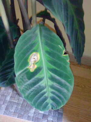 [Foto de planta, jardin, jardineria]