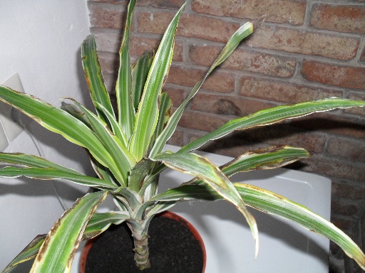 [Foto de planta, jardin, jardineria]