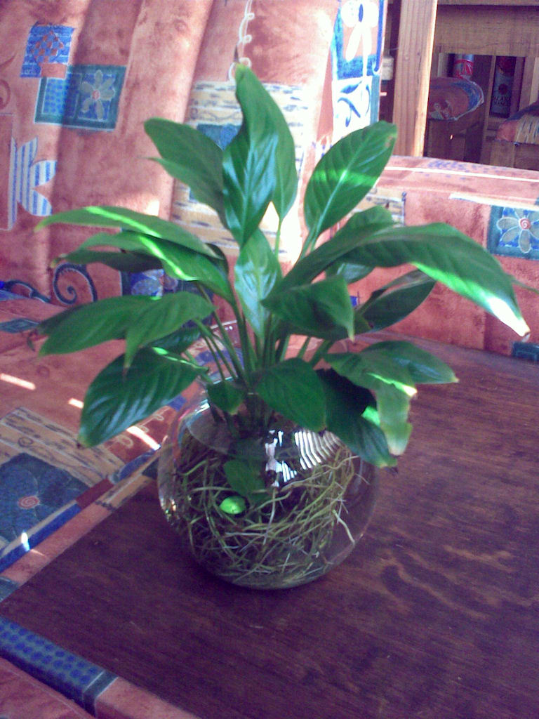 [Foto de planta, jardin, jardineria]