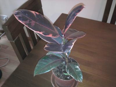 [Foto de planta, jardin, jardineria]