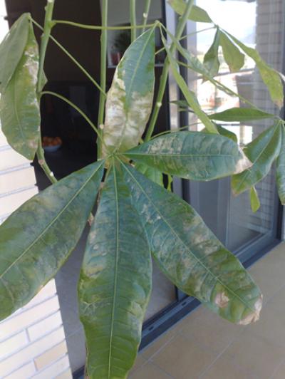 [Foto de planta, jardin, jardineria]