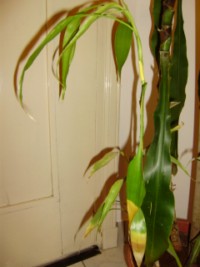 [Foto de planta, jardin, jardineria]