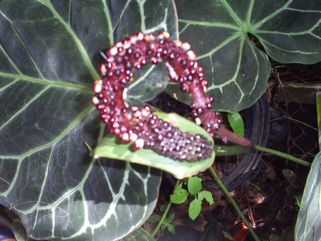 [Foto de planta, jardin, jardineria]