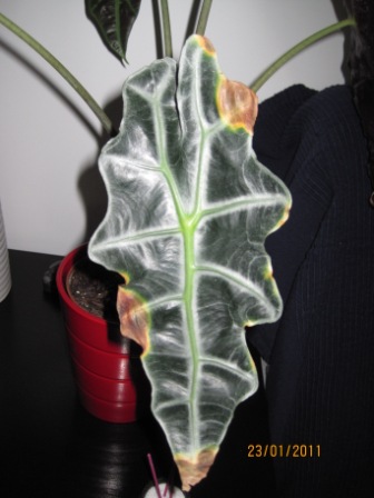 [Foto de planta, jardin, jardineria]
