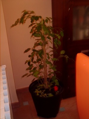 [Foto de planta, jardin, jardineria]