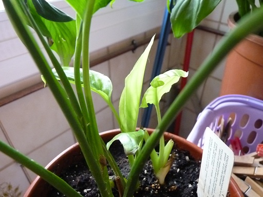 [Foto de planta, jardin, jardineria]