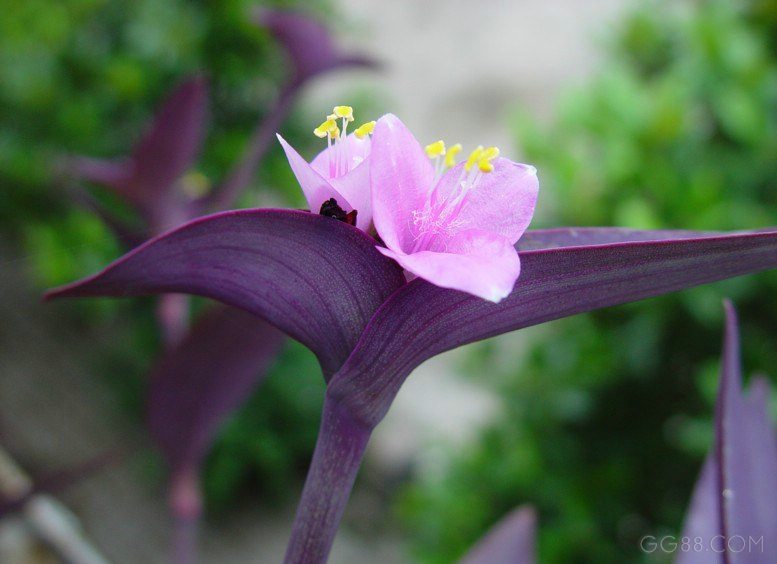 [Foto de planta, jardin, jardineria]