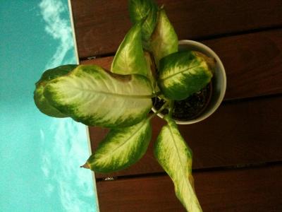 [Foto de planta, jardin, jardineria]
