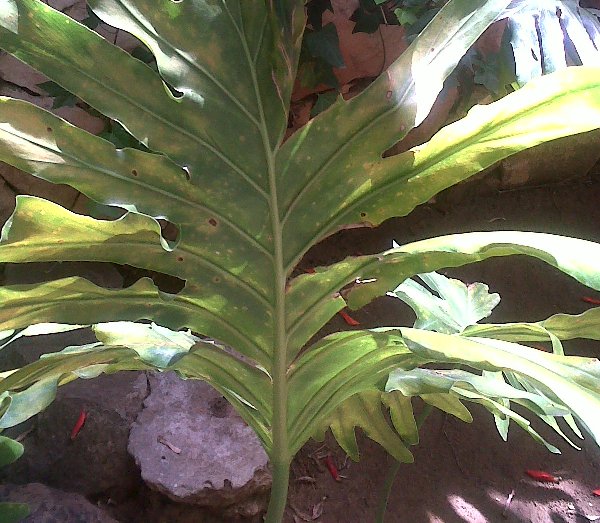 [Foto de planta, jardin, jardineria]