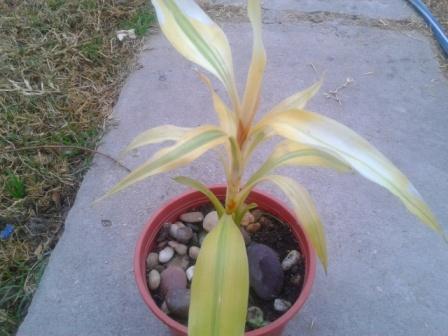 [Foto de planta, jardin, jardineria]