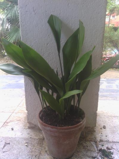 [Foto de planta, jardin, jardineria]