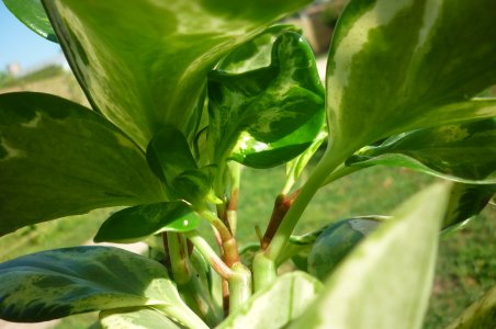 [Foto de planta, jardin, jardineria]