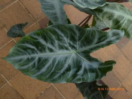 [Foto de planta, jardin, jardineria]