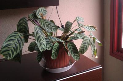[Foto de planta, jardin, jardineria]