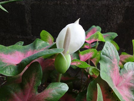 [Foto de planta, jardin, jardineria]