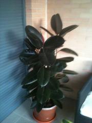 [Foto de planta, jardin, jardineria]