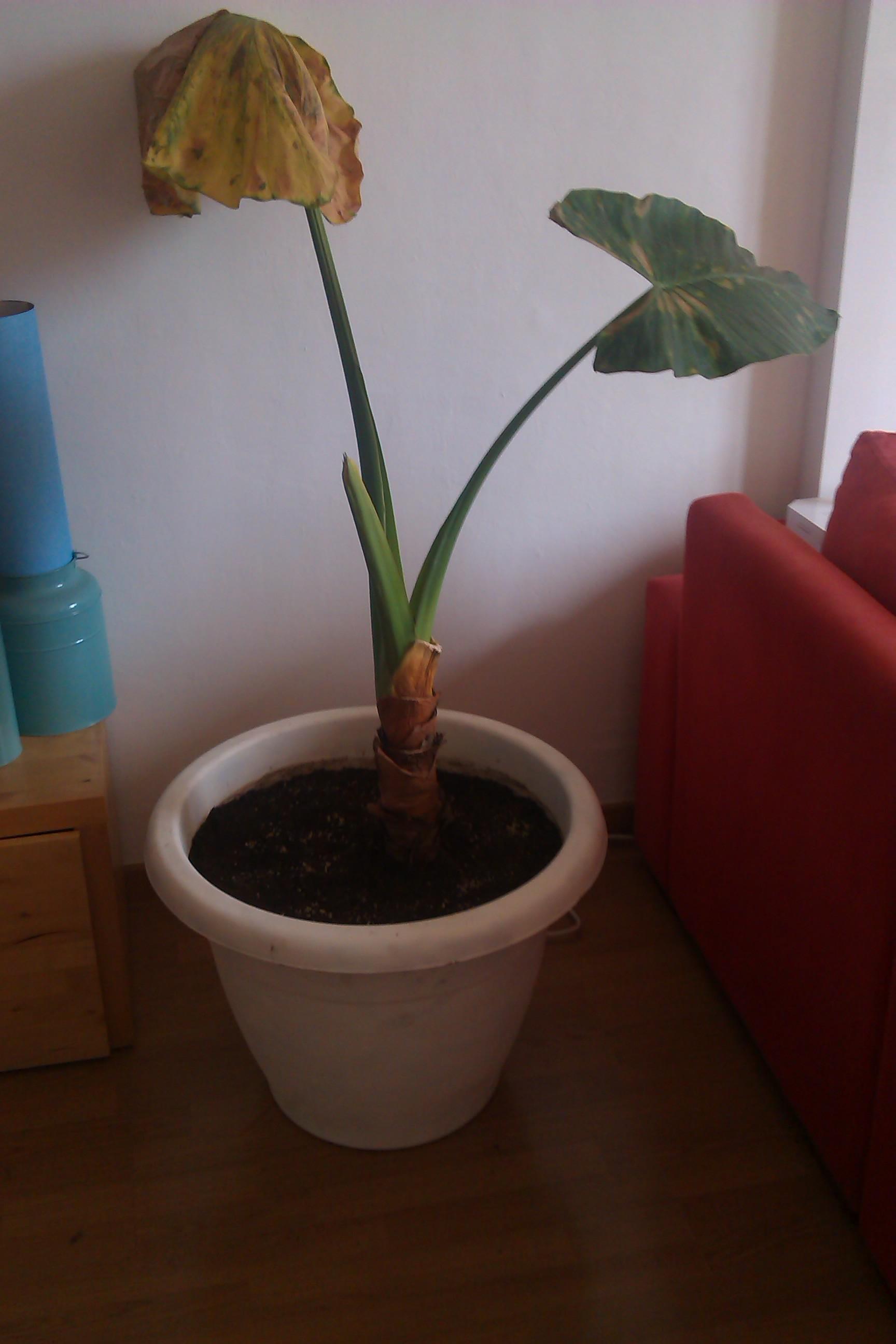 [Foto de planta, jardin, jardineria]