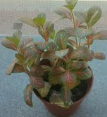 [Foto de planta, jardin, jardineria]