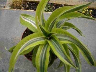 [Foto de planta, jardin, jardineria]