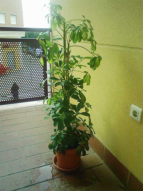 [Foto de planta, jardin, jardineria]