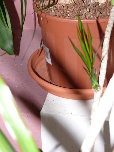 [Foto de planta, jardin, jardineria]