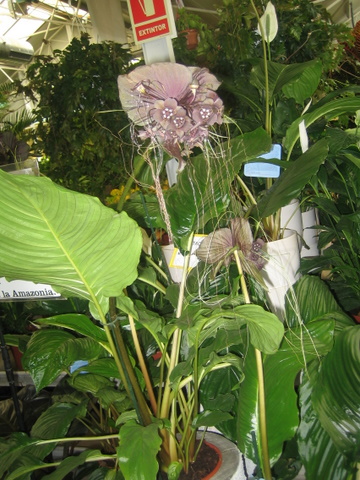 [Foto de planta, jardin, jardineria]