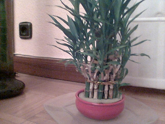[Foto de planta, jardin, jardineria]