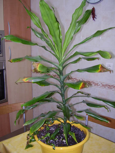 [Foto de planta, jardin, jardineria]